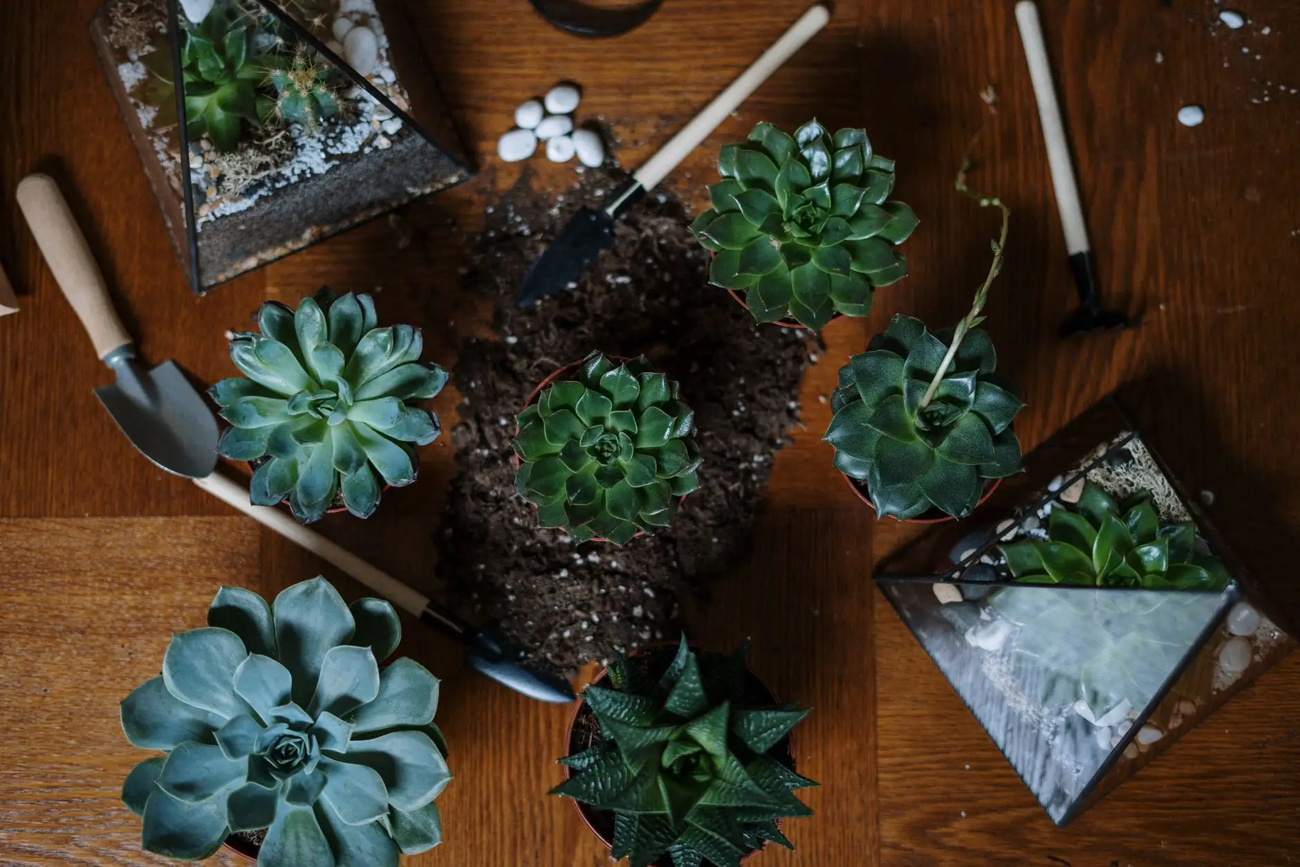 Succulent: Evde Uygulanabilir — Tatil Dönemi Rehberi